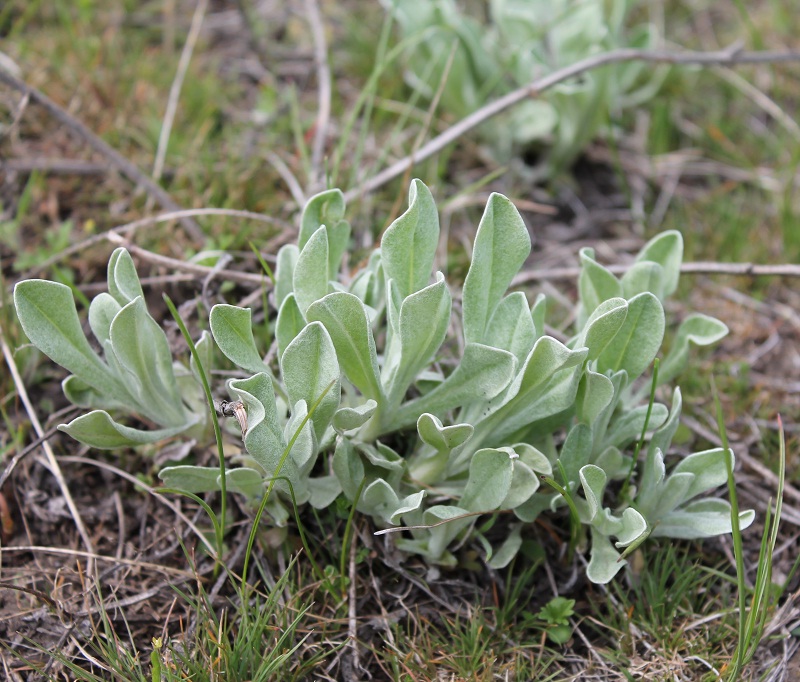 Image of Helichrysum arenarium specimen.