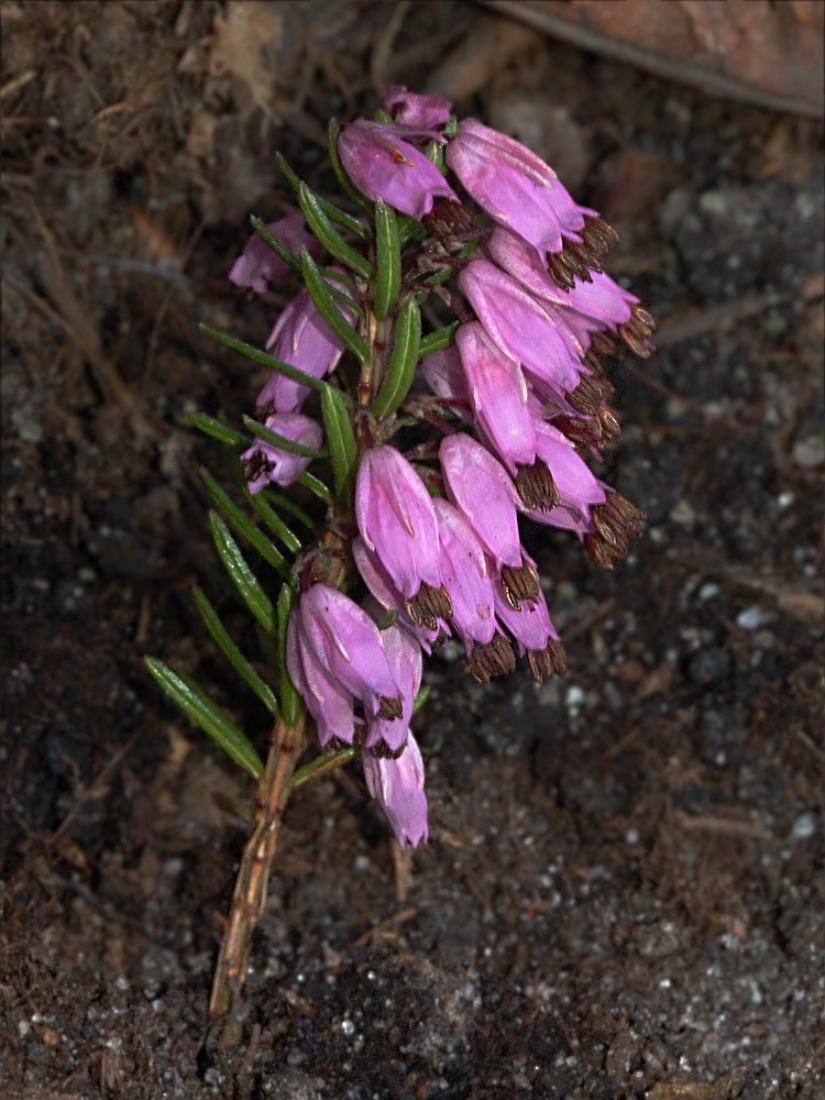 Image of Erica carnea specimen.