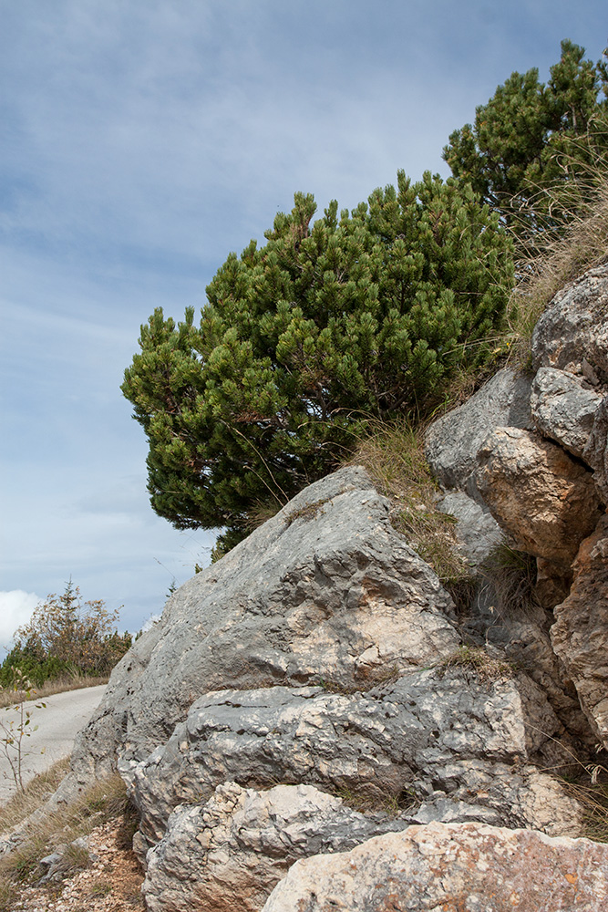 Image of Pinus mugo specimen.