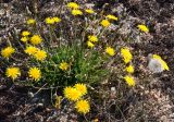 Crepis rhoeadifolia