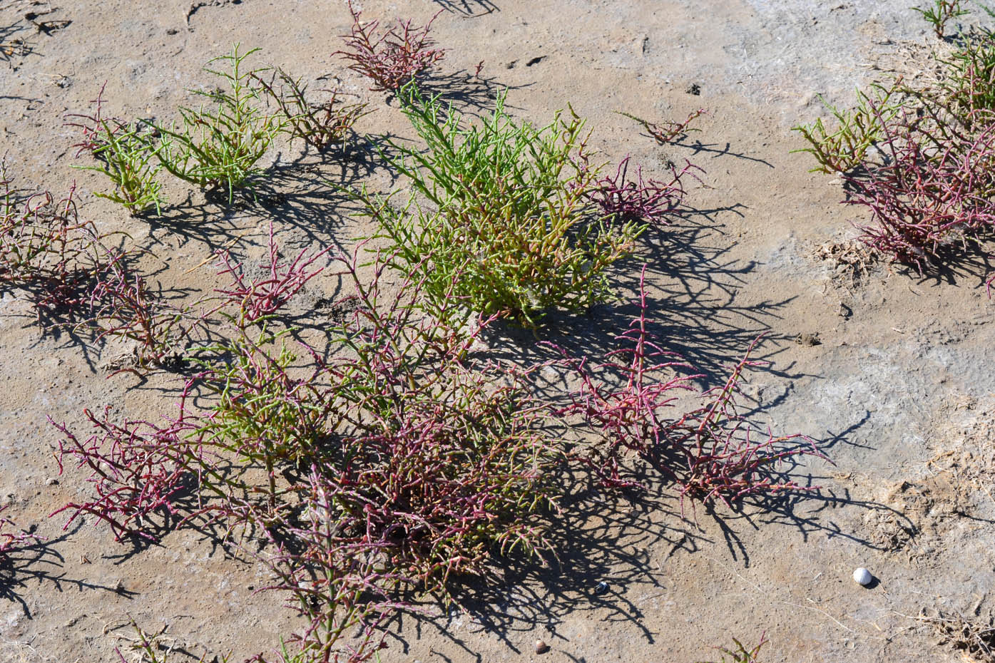 Image of Salicornia perennans specimen.