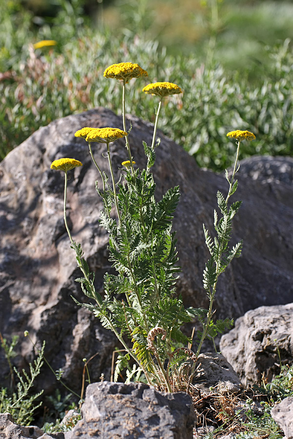 Image of Achillea filipendulina specimen.