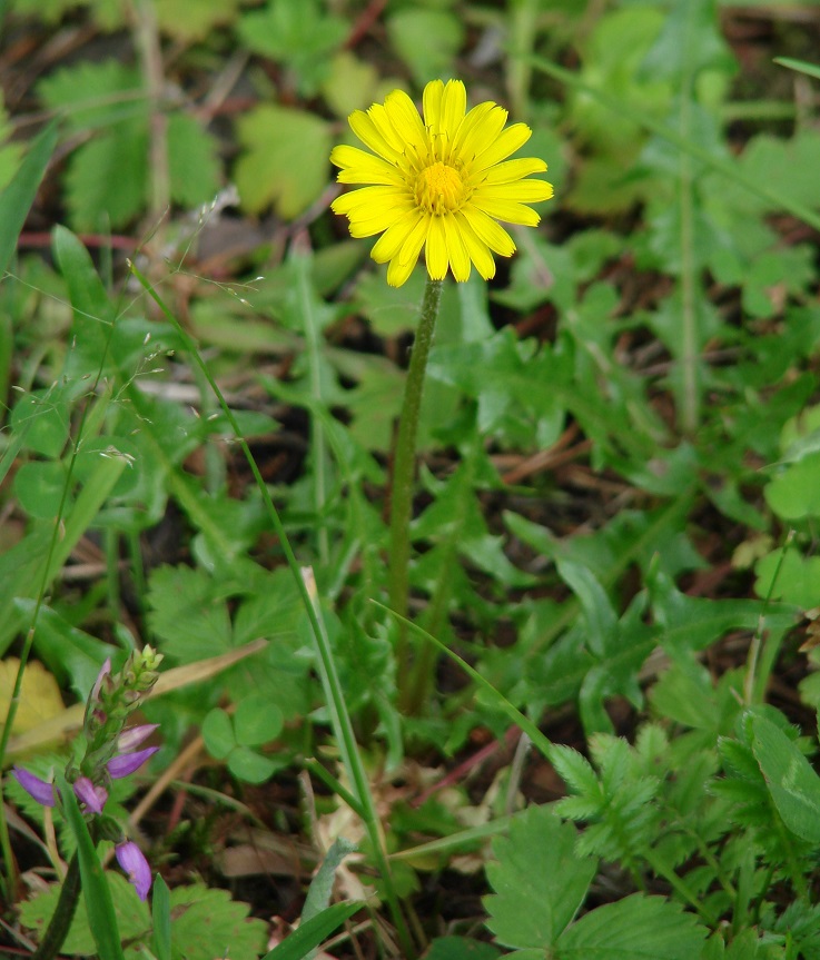 Image of genus Taraxacum specimen.