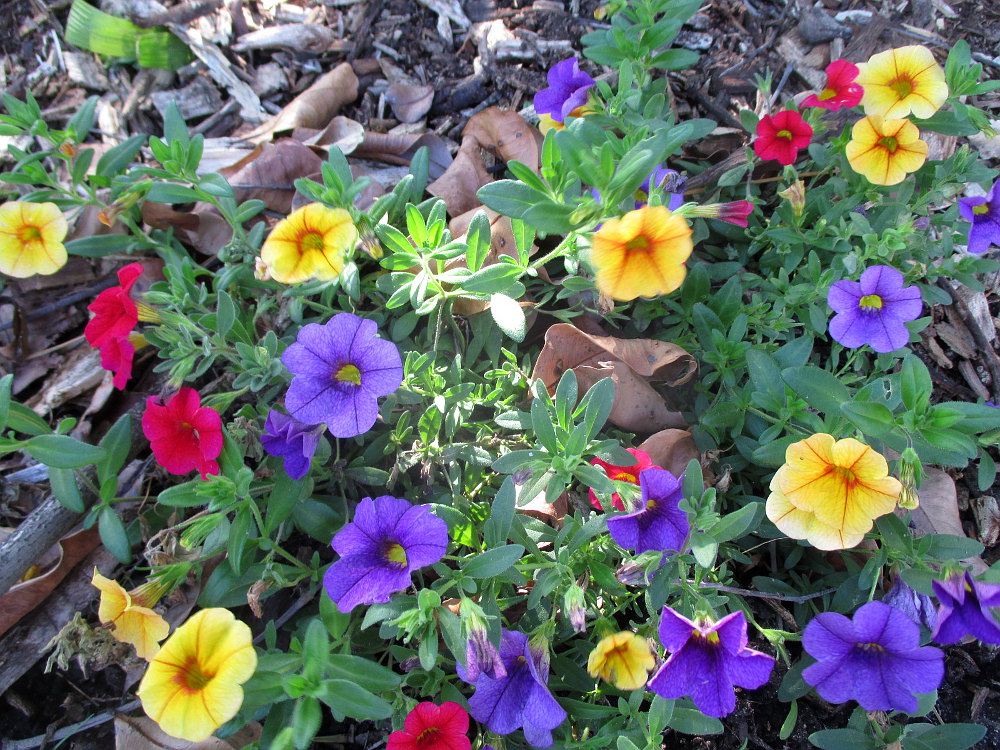 Image of Petunia &times; atkinsiana specimen.