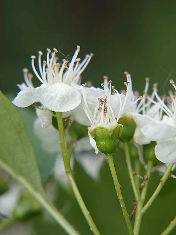 Image of Crataegus sanguinea specimen.