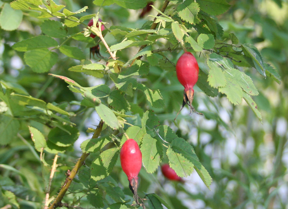 Image of Rosa acicularis specimen.