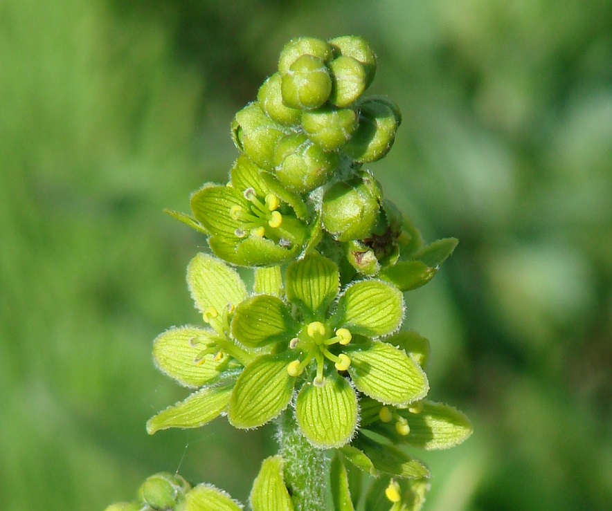 Изображение особи Veratrum lobelianum.