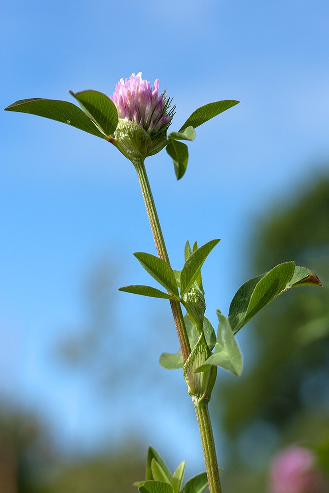 Изображение особи Trifolium pratense.