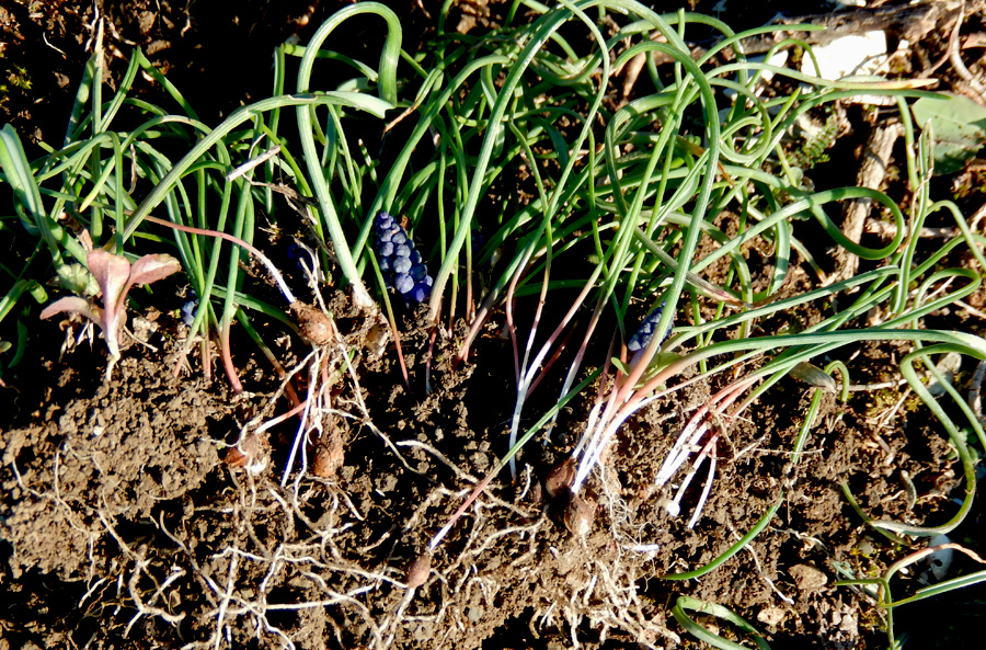 Image of Muscari neglectum specimen.