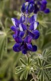 Lupinus pilosus. Соцветия и листья. Греция, Эгейское море, север о-ва Парос, национальный парк Св. Яниса Детис Колимбифрес; скалистый берег моря. 07.04.2015.