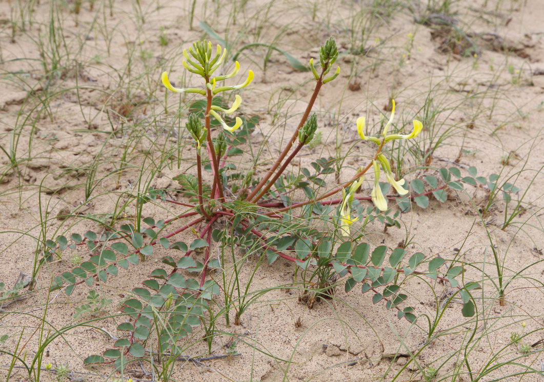 Image of Astragalus flexus specimen.