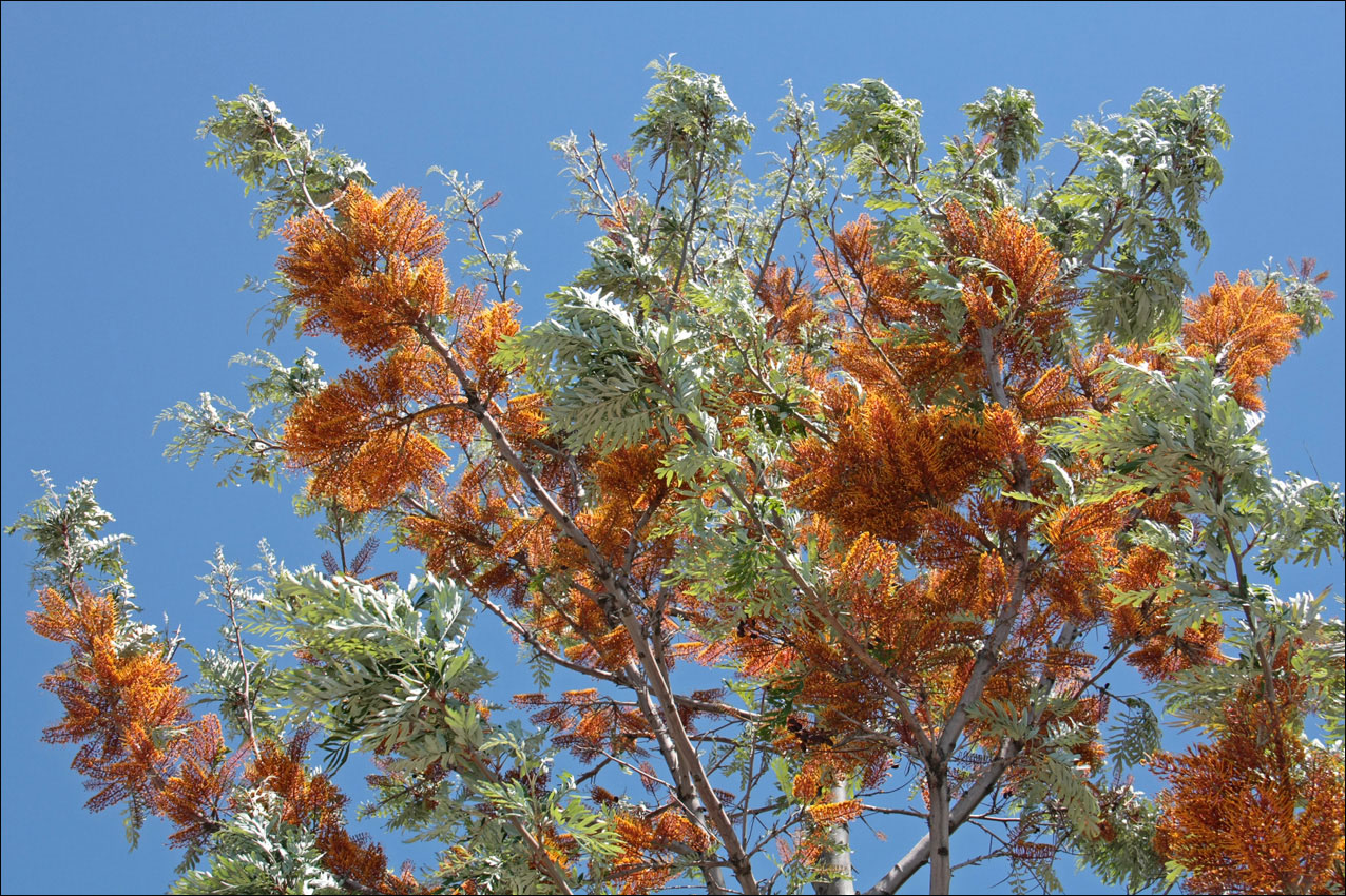 Image of Grevillea robusta specimen.