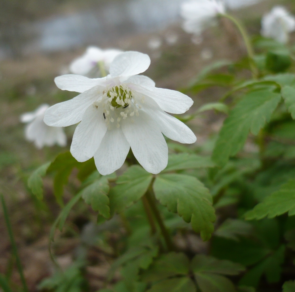 Изображение особи Anemone altaica.