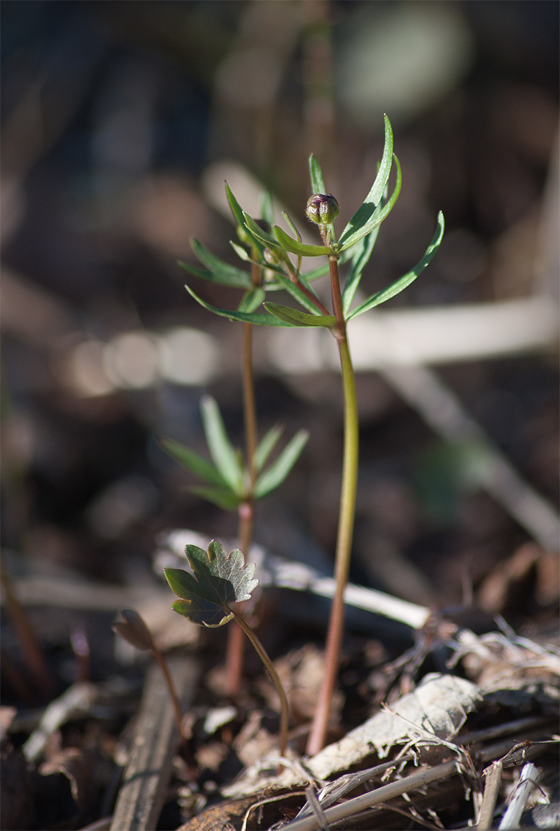 Изображение особи Ranunculus monophyllus ssp. vytegrensis.