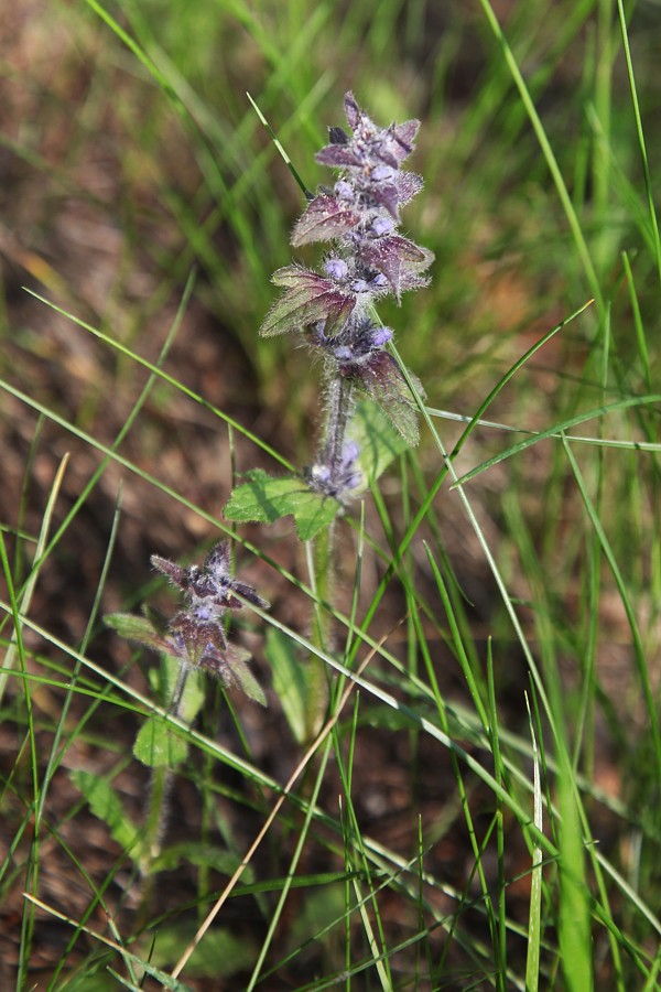 Image of Ajuga genevensis specimen.