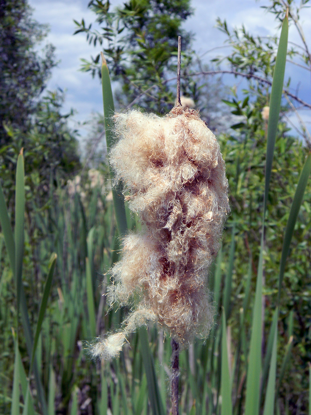 Image of Typha latifolia specimen.