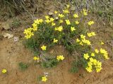 Linum campanulatum. Цветущие растения. Испания, автономное сообщество Каталония, провинция Жирона, комарка Баш Эмпорда, муниципалитет Тороэлья-де-Монгри, долина Санта-Катерина, незадернованная молодая терраса. 28.05.2016.