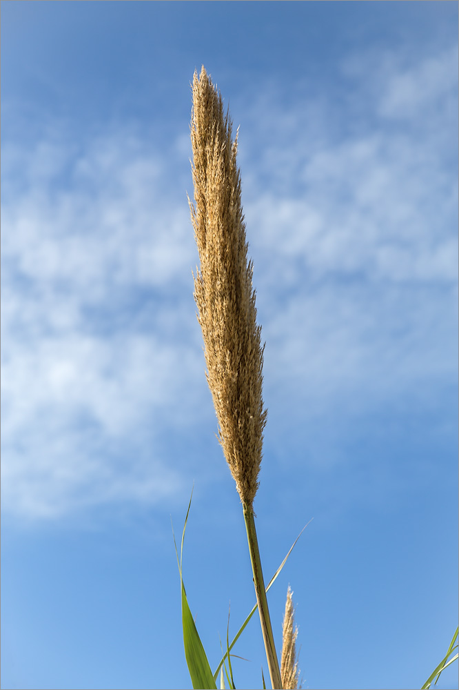 Image of Arundo donax specimen.