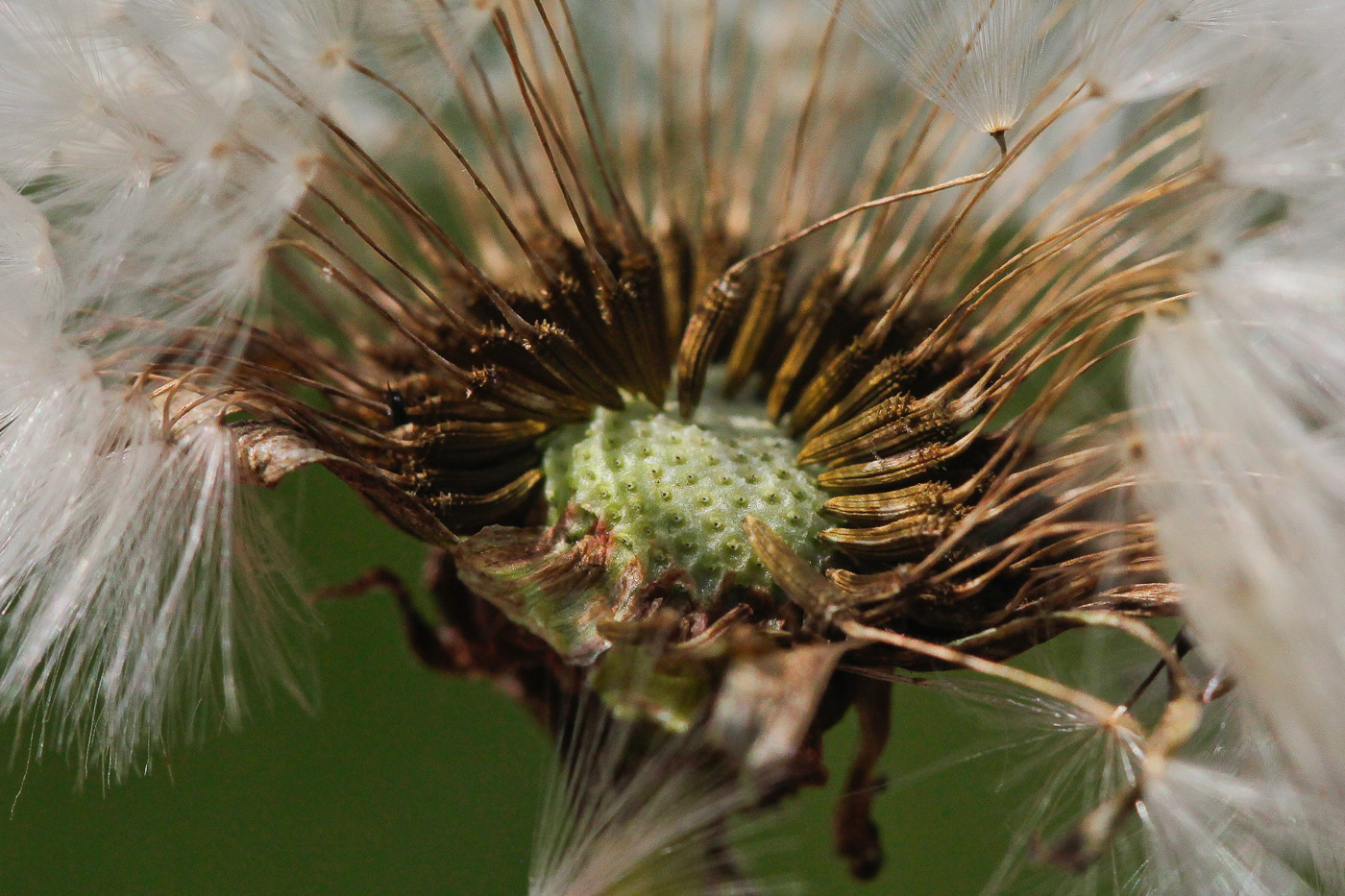 Изображение особи род Taraxacum.