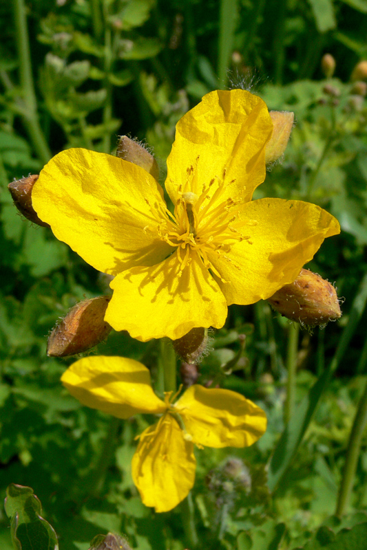 Image of Chelidonium majus specimen.