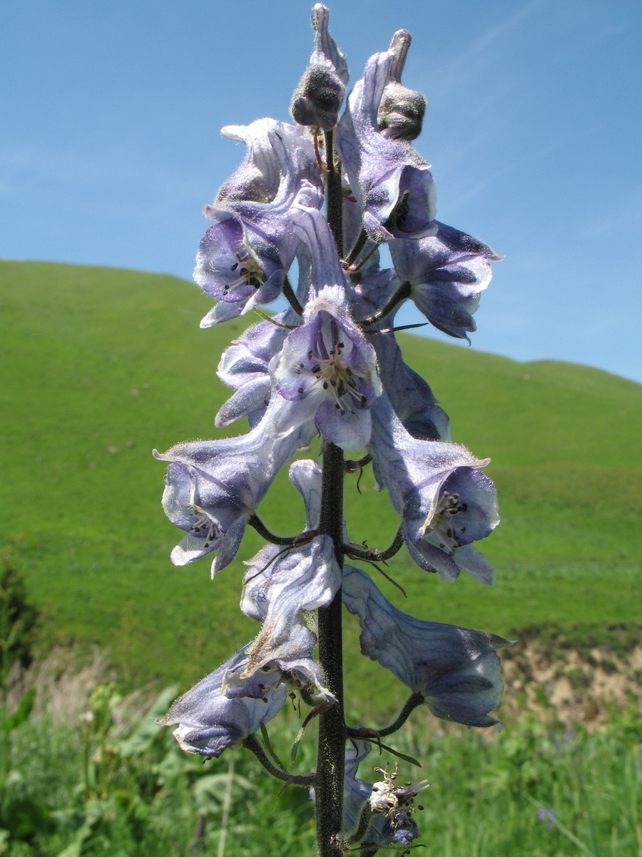 Изображение особи Aconitum leucostomum.