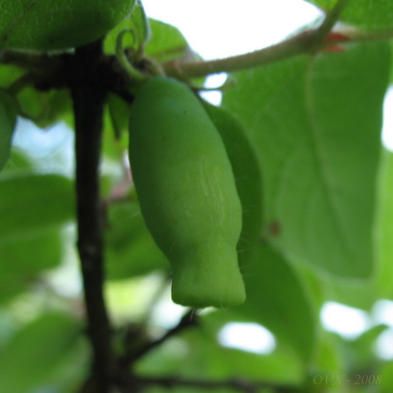 Изображение особи Lonicera edulis.