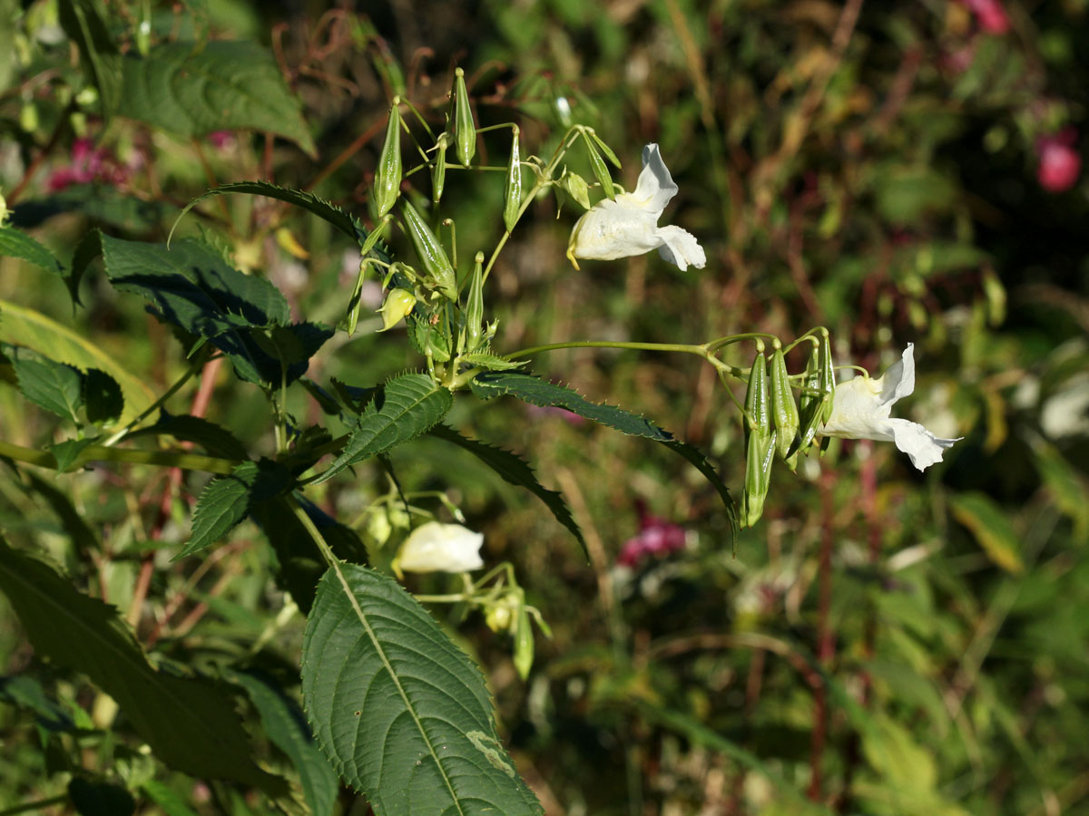 Image of Impatiens glandulifera specimen.