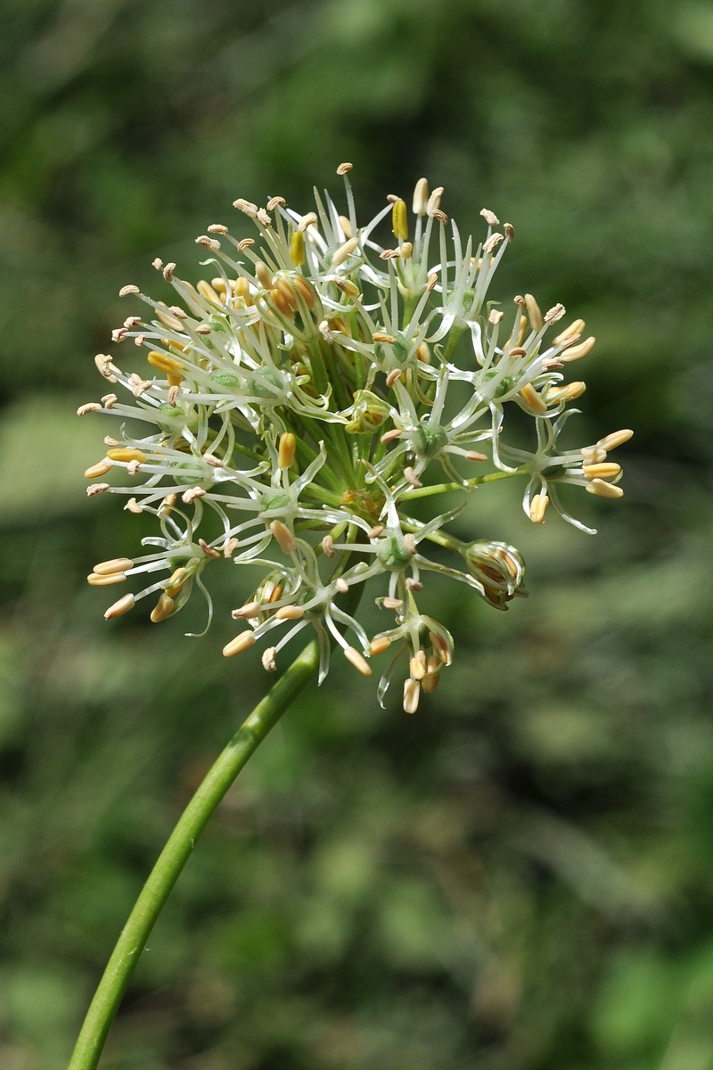 Изображение особи Allium alaicum.