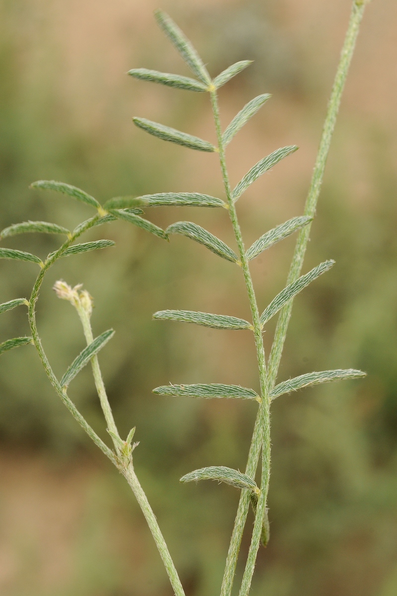 Image of Astragalus bossuensis specimen.