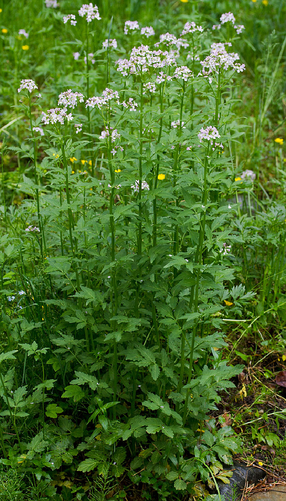 Image of Cardamine macrophylla specimen.