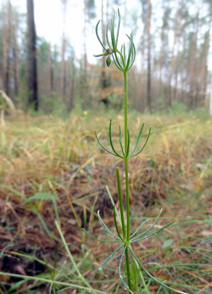 Изображение особи Spergula arvensis.