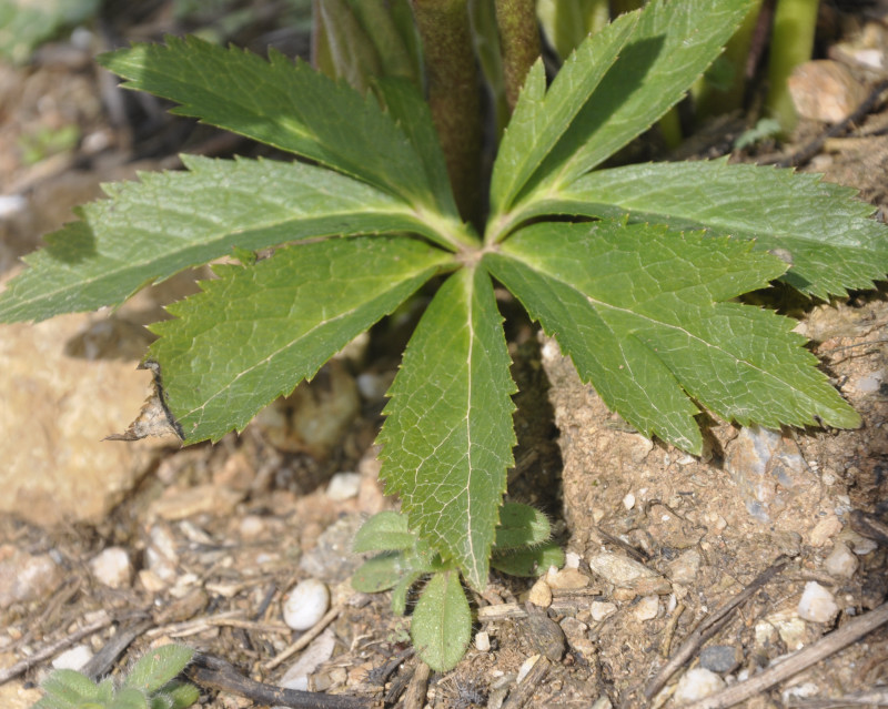 Изображение особи Helleborus cyclophyllus.