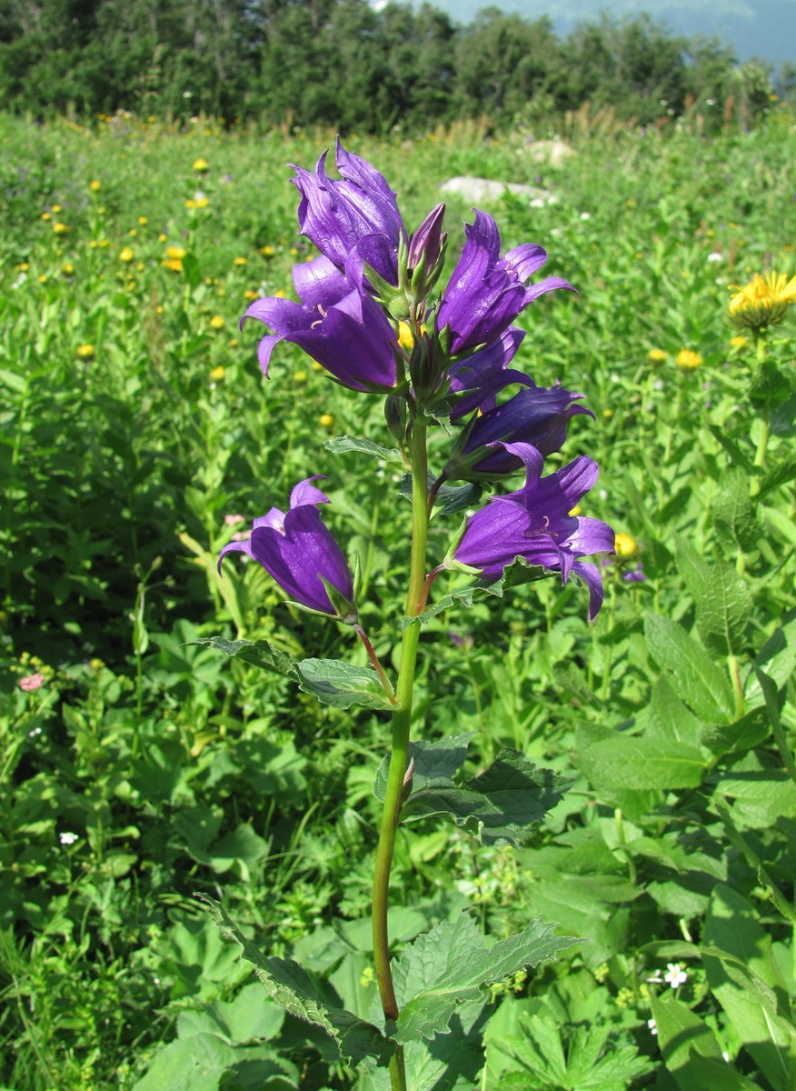 Изображение особи Campanula latifolia.