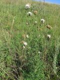 Centaurea scabiosa