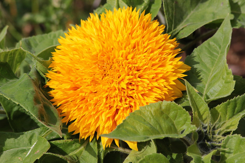 Image of Helianthus annuus specimen.