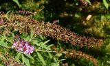 Buddleja davidii. Верхушки побегов с соплодием и соцветием. Восточный Казахстан, г. Усть-Каменогорск, парк Жастар, в культуре. 03.09.2016.