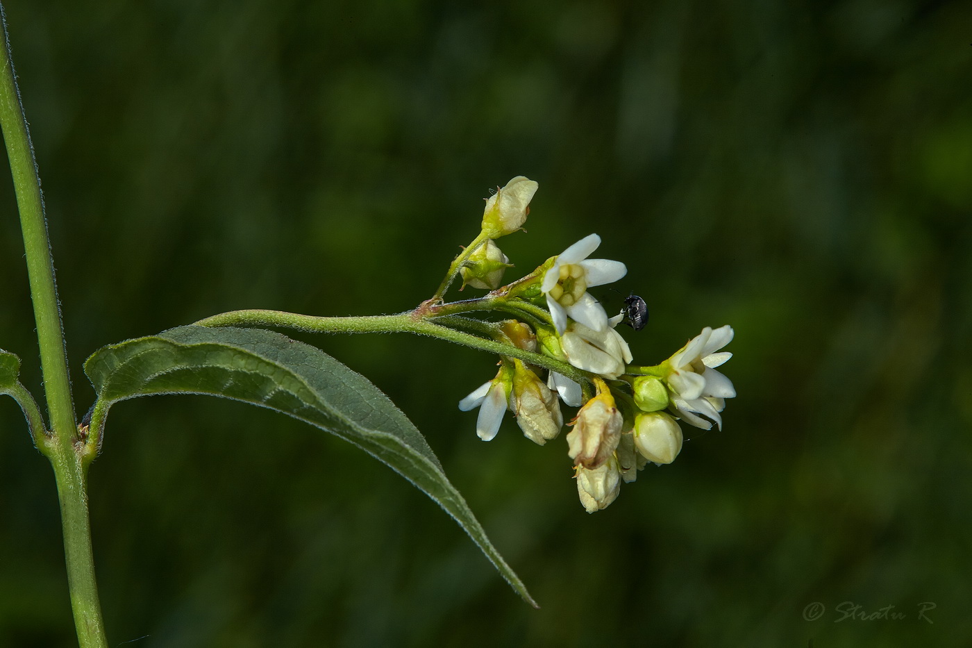 Image of Vincetoxicum hirundinaria specimen.