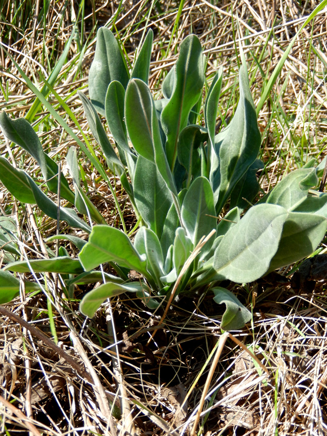 Image of Cynoglossum creticum specimen.