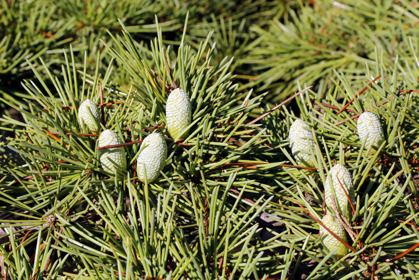 Image of genus Cedrus specimen.