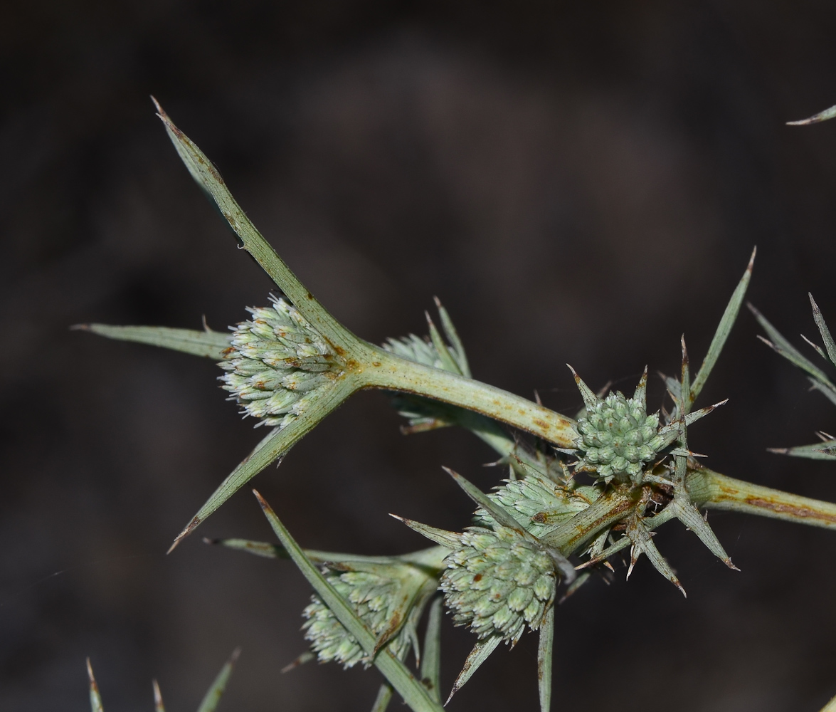 Image of Eryngium glomeratum specimen.