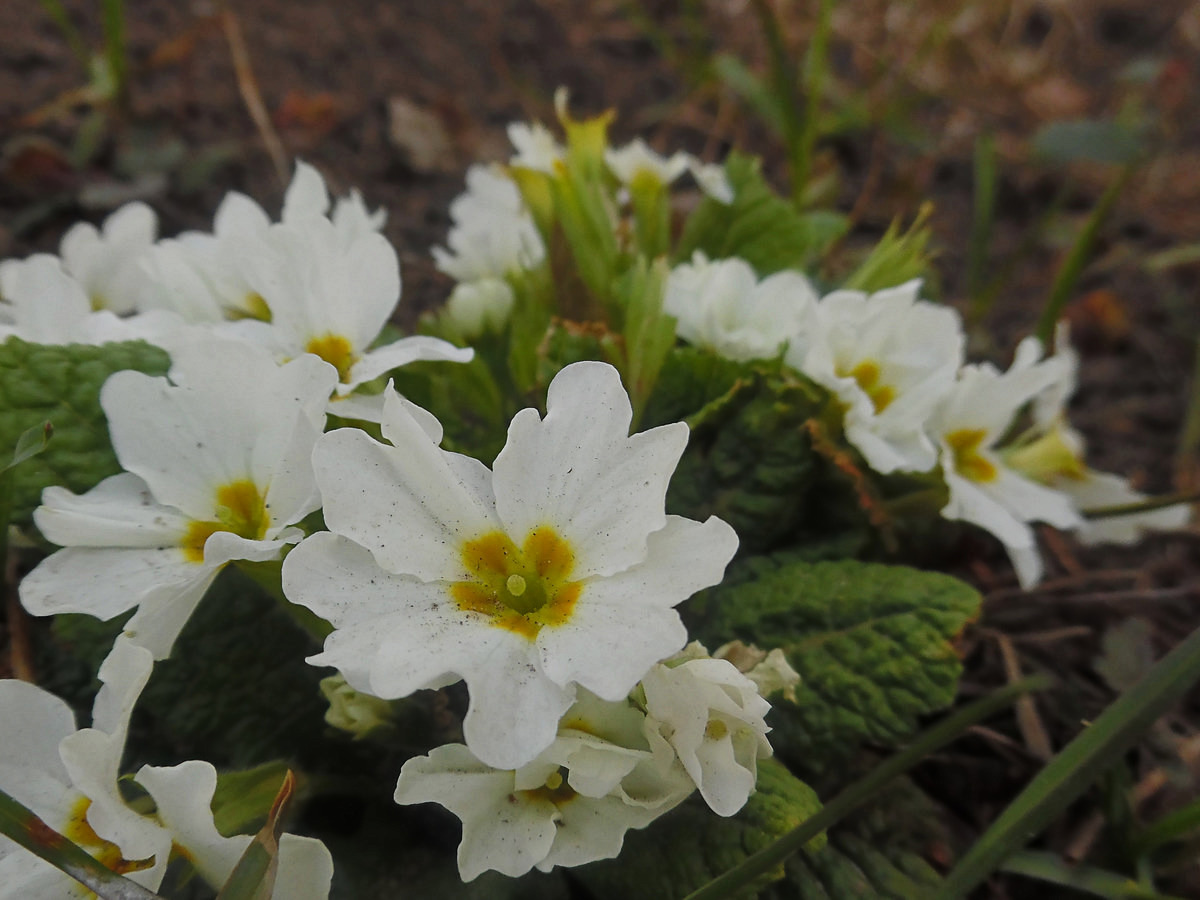 Изображение особи Primula vulgaris.