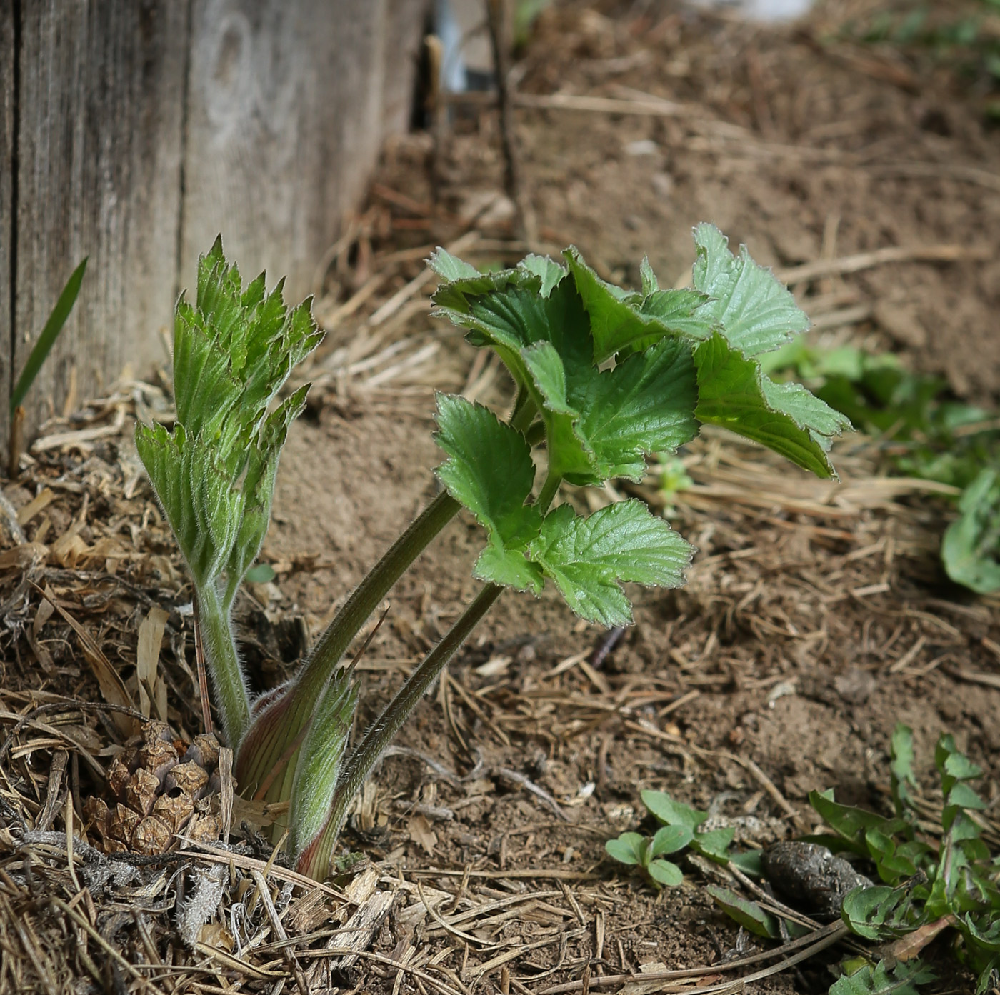 Image of Heracleum sibiricum specimen.