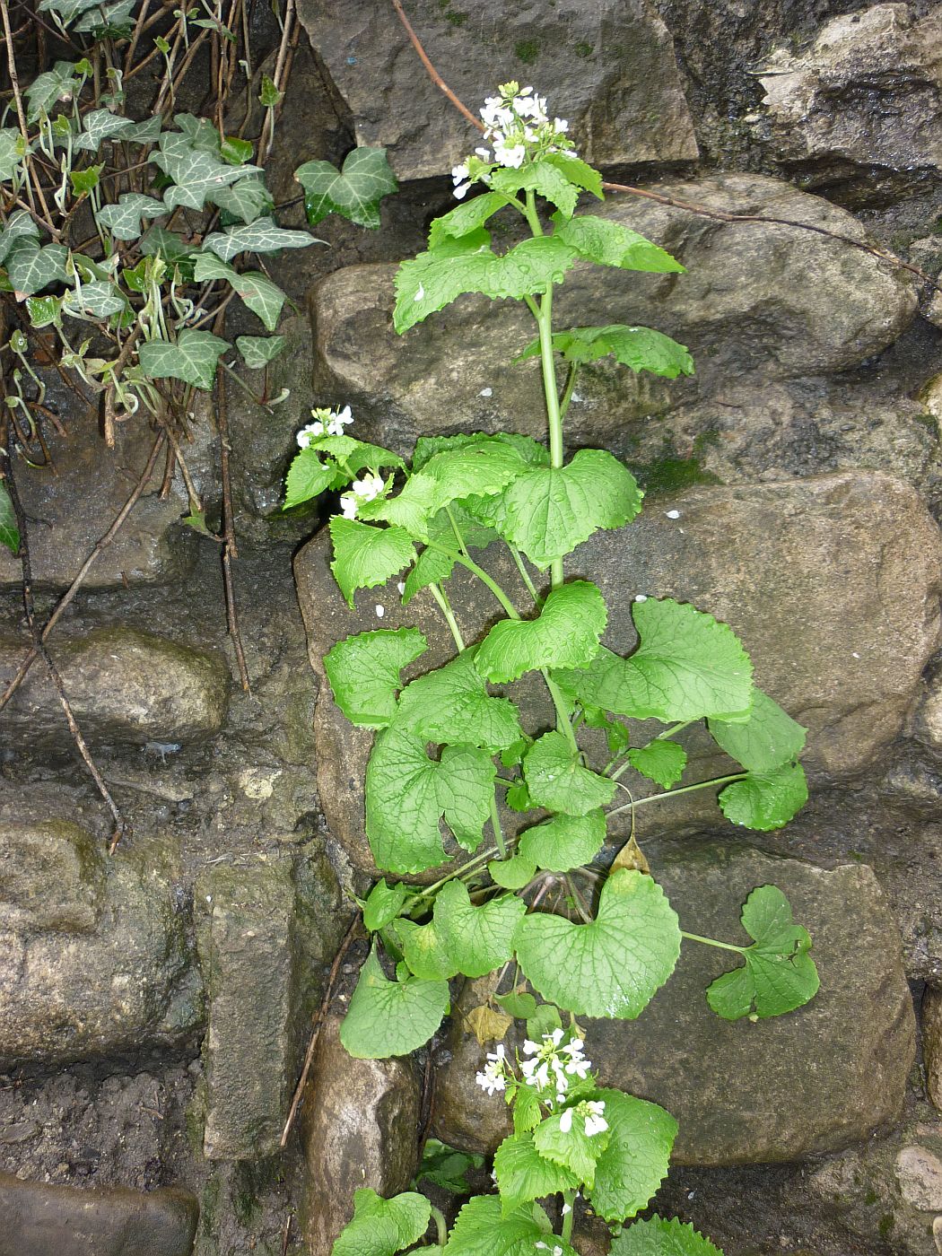 Image of Alliaria petiolata specimen.