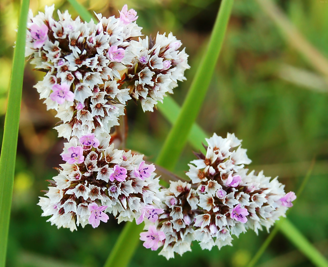 Image of Goniolimon speciosum specimen.