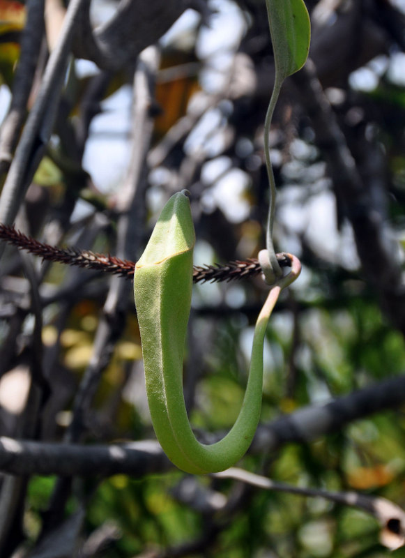 Изображение особи Nepenthes stenophylla.