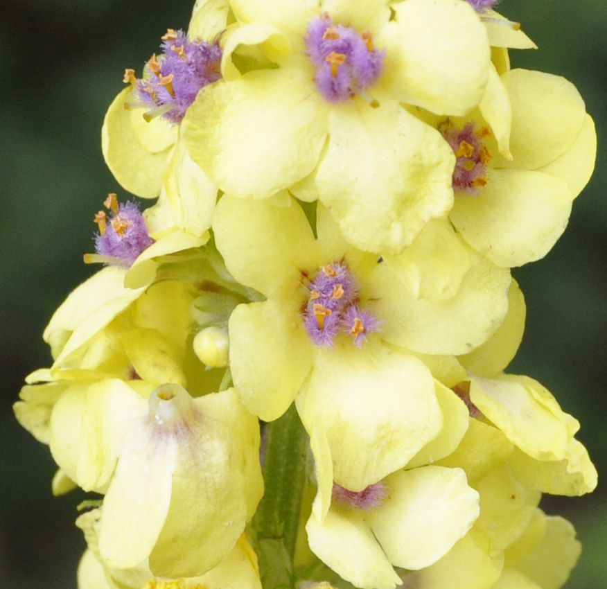 Image of Verbascum glabratum specimen.