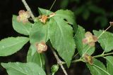 Euonymus verrucosus