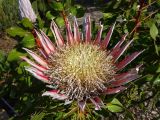 Protea cynaroides