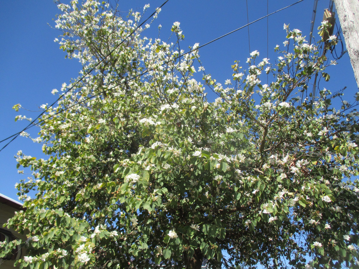 Image of Bauhinia variegata specimen.