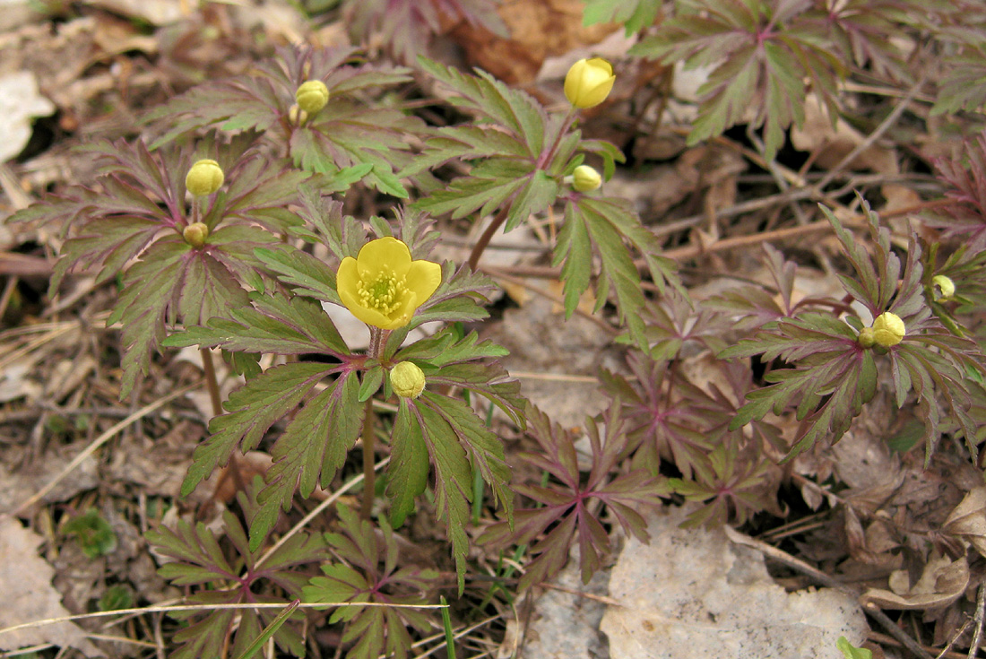 Image of Anemone ranunculoides specimen.